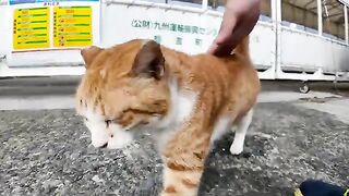 Take turns petting the cats at the ferry terminal before boarding the ship.