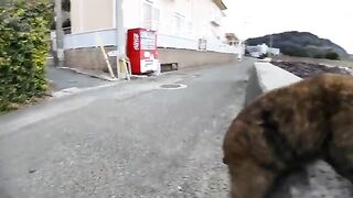 On Cat Island, if you sit on the breakwater, a cat will come running up to you and sit next to you.