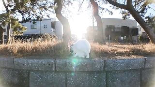 Calico cat stretches up and is stroked