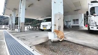 Brown tabby cat drinking water