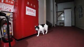 Cats are wandering around the lobby on the first floor during the day.