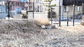 The calico cat that happily runs up to you when you see its face is so cute