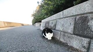 A cat I met on the road by the sea started talking to me about something.