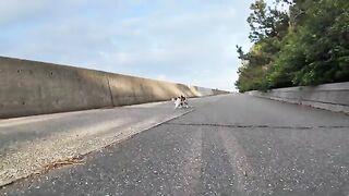 A calico cat on the breakwater came running up to be mofued.