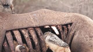 In an extraordinary display of cunning, this jackal takes shelter inside a rhino carcass to enjoy its meal in peace. With vultures around, it found