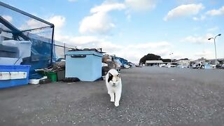 A calico cat with a heart symbol at the fishing port came to be mofued.