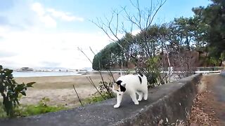 When I stroked the calico cat on the breakwater, she happily climbed onto my lap.