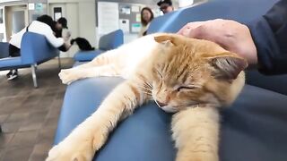 The reception cat at the ferry terminal is sleeping on the bench today.