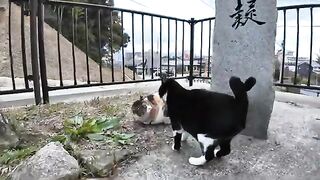 Hachiware cat in the park is happy to be stroked