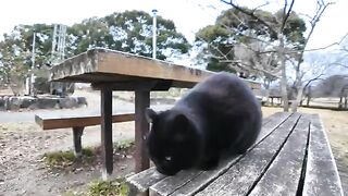 There was a black cat on a bench in the park, so when I sat down next to her, she climbed on my lap.