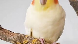 I_d say that_s a 10_10 for Luti ✨️_._._._cockatiel