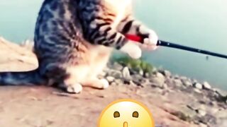 Funny Cats Catch Fish