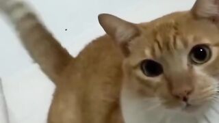 Funny cats ???????? episode