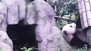 Bermain dengan panda