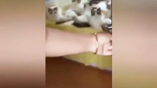 A family that everyone wishes Cat