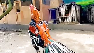 Ayam bangkok ekor lidi blorok idaman, super