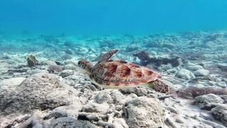 turtle in the sea