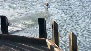 hero dog rescues another dog