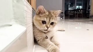 Cute cat playing fun game with money