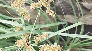 Grass flower