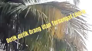 Detik detik Orang utan Kesetrum Listrik Tegangan Tinggi