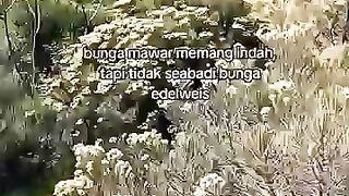 Bunga abadi ???????????? - Shorts Story Sad