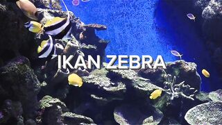 Ikan Zebra