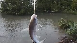 Fish in mangrove forest