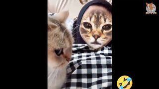 Cattering Cats with a very funny filter