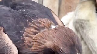 Feedin a golden eagle