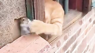 tom and jerry in real life