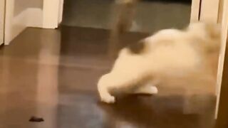 Funny Moments: Cats Shine in Play and Fun