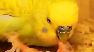 Happy Budgie family welcomes the new baby