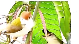 the process of birds making unique nests