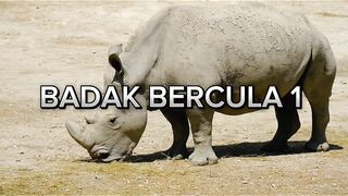 Badak bercula 1