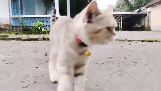 the sound of an adorable kitten looking for its beautiful mother cat / cat lover