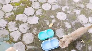 The cats ate the food greedily but only for a short time and continued to play