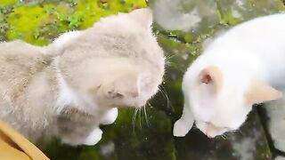 Cici and Creamy cat feeling surprised by the Long-Bodied animal slithering on the ground