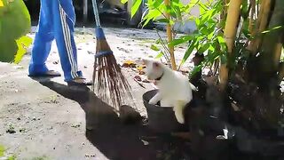 The white cici cat wants to be a Boss for a day in the village 2025 / Cat Lovers