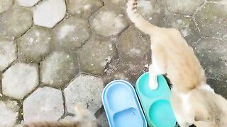 Cats and little hens having breakfast together in the morning / Cat Lovers