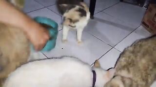 feeding cats eventhough kinda not well so I only record shortly but great / Cat Lovers 2025