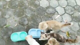 4 CATS HAVING LUNCH TOGETHER AT THE HALL / CAT LOVERS 2025