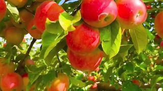 Enjoy the Beauty and Freshness in the Apple Garden