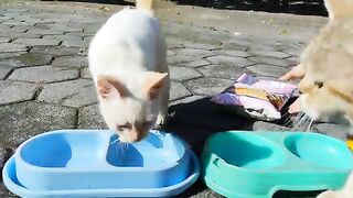 CREAMY MOWI CICI EATING WITH LITTLE HEN IN THE MORNING / CAT LOVERS 2025