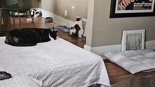 Cat dancing