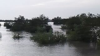 Morning in mangrove forest