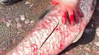 how to cut fish meat