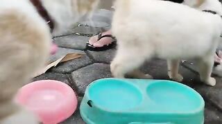 CREAMY MOWI CICI KATY HAVING LUNCH TOGETHER LONGER THAN BEFORE / CAT LOVERS 2025