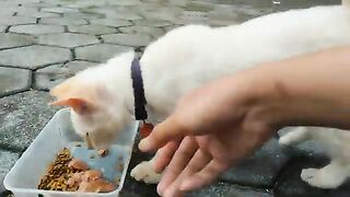 They having breakfast together again in the morning / Cat Lovers