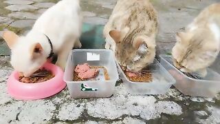 Morning Breakfast with Creamy, Mowi and Cici at the front hall